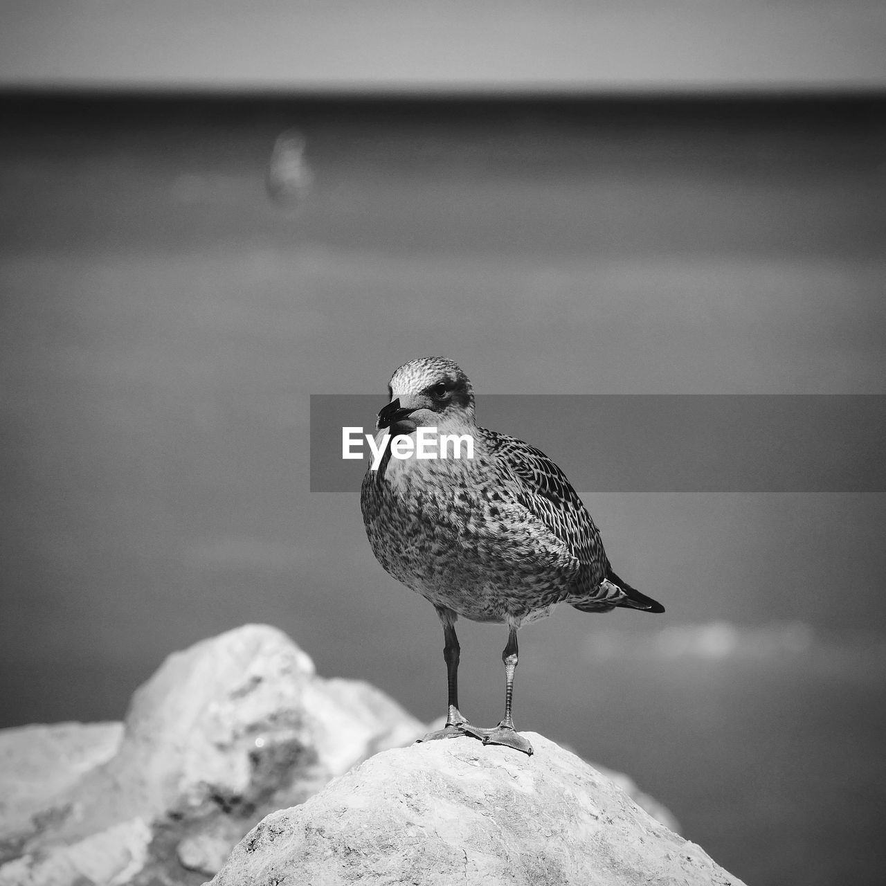 Close-up of seagull perching on rock