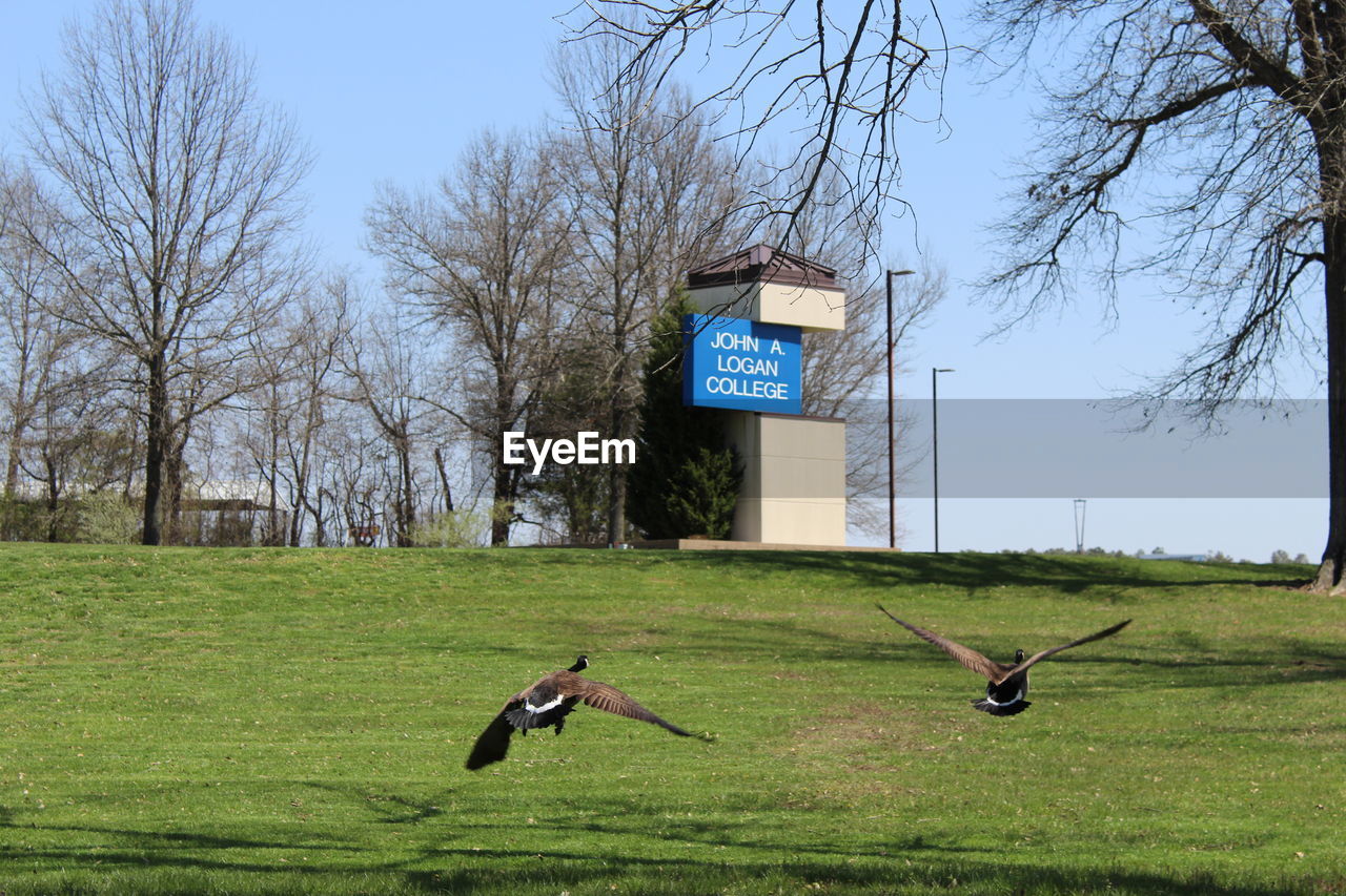 VIEW OF A HORSE ON FIELD