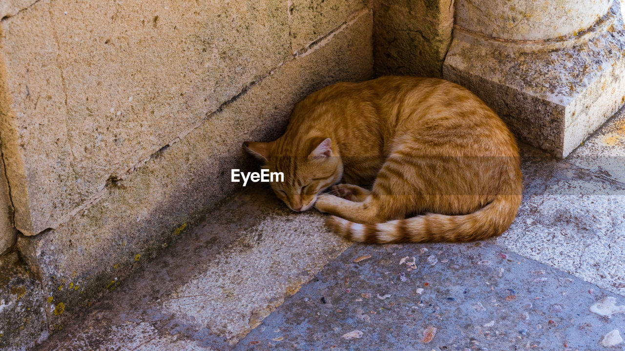 HIGH ANGLE VIEW OF A CAT RESTING