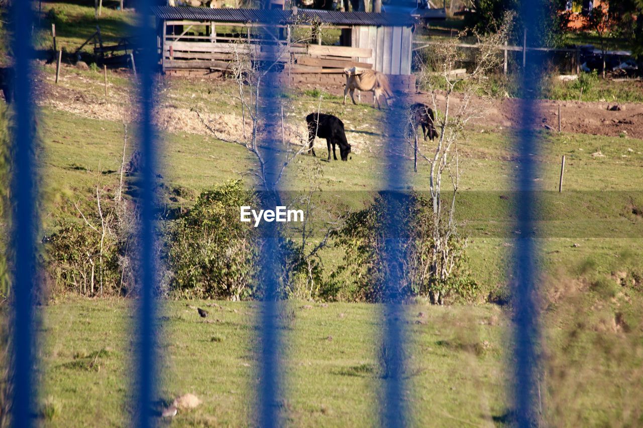 DOG ON FIELD SEEN THROUGH FENCE