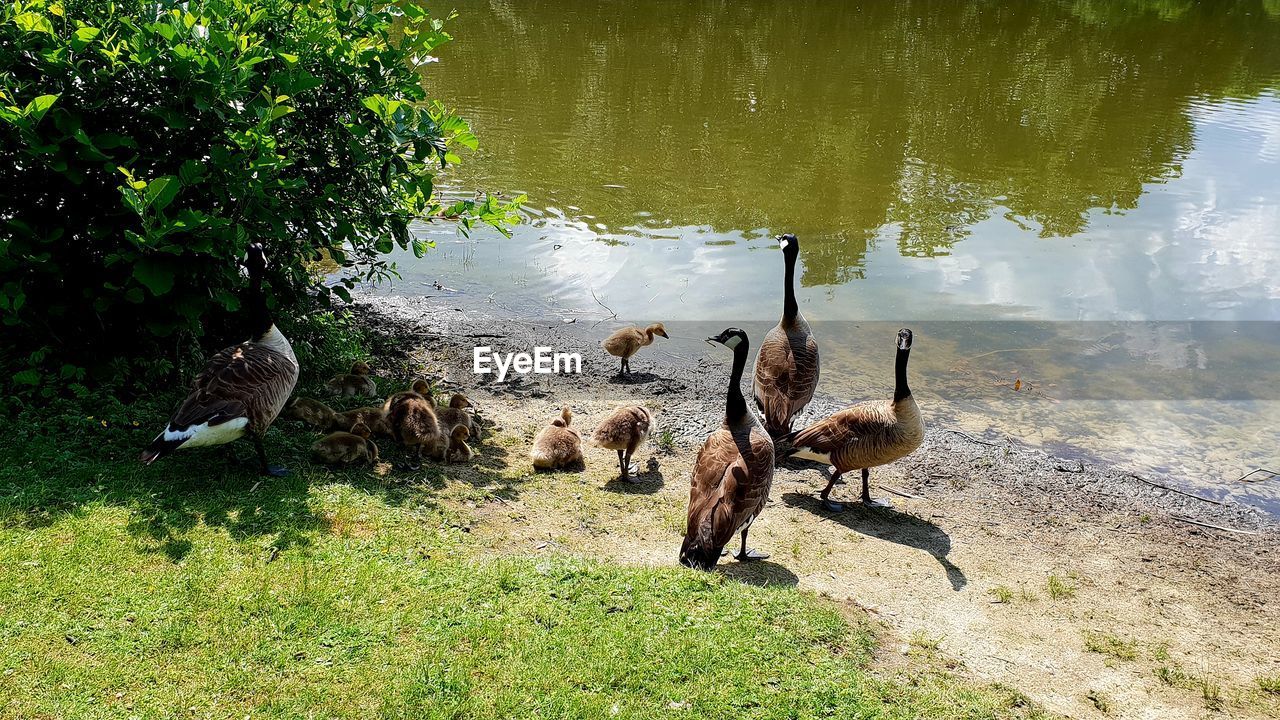 DUCKS IN A LAKE