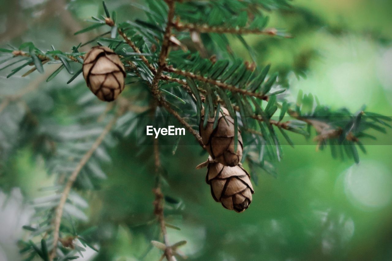 Little pine cones