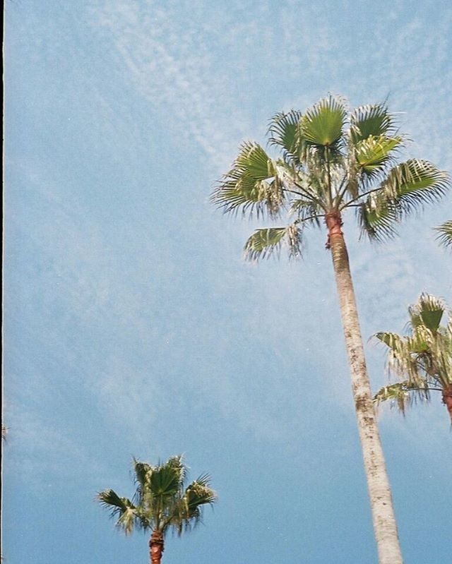 LOW ANGLE VIEW OF PALM TREES AGAINST BLUE SKY