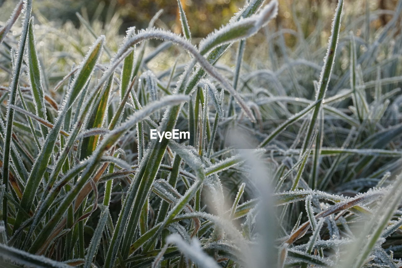 High angle view of frost covered grass on field