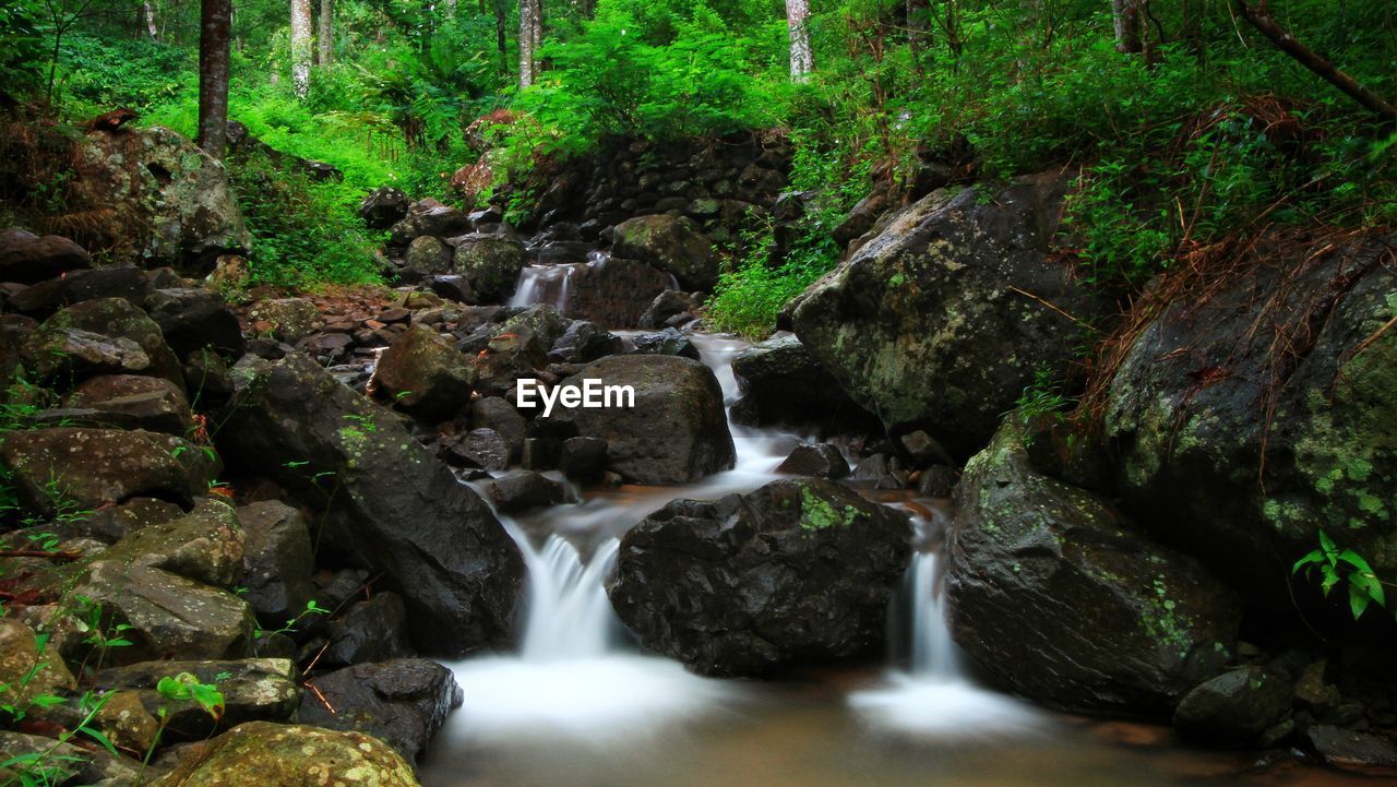 Scenic view of waterfall in forest