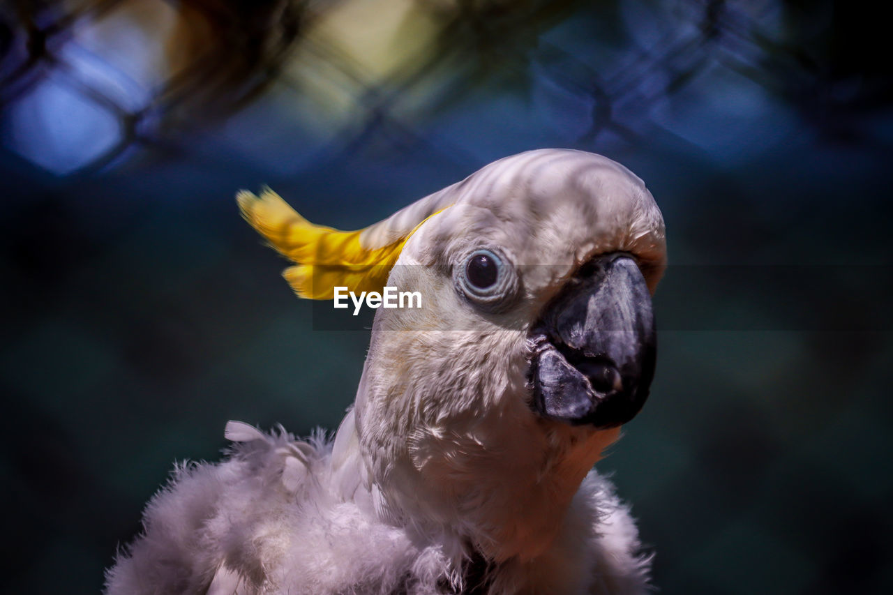 Close-up portrait of a bird