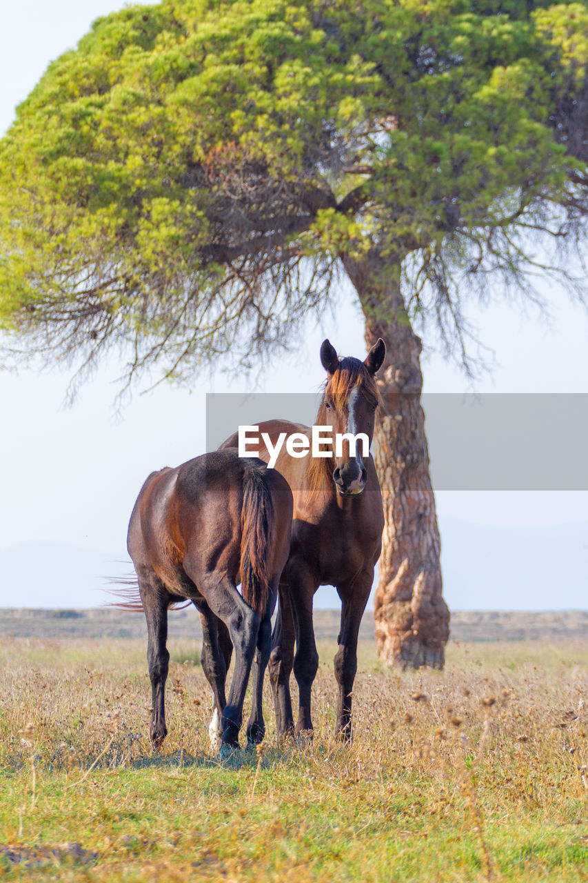 TWO HORSES IN A FIELD