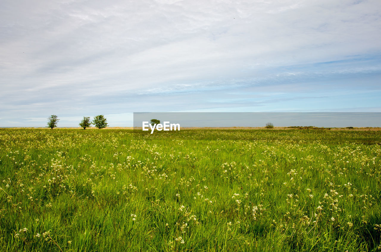 Scenic view of field against sky