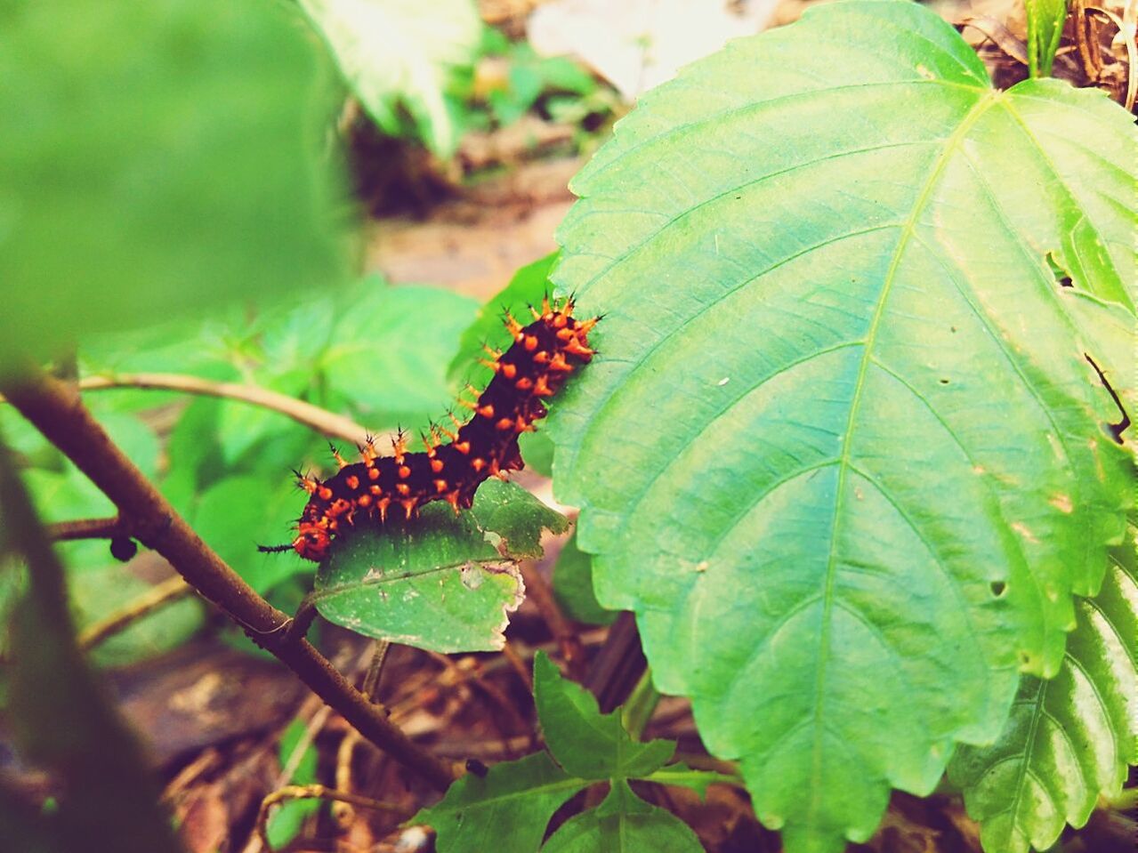 Close-up of caterpillar on leaf