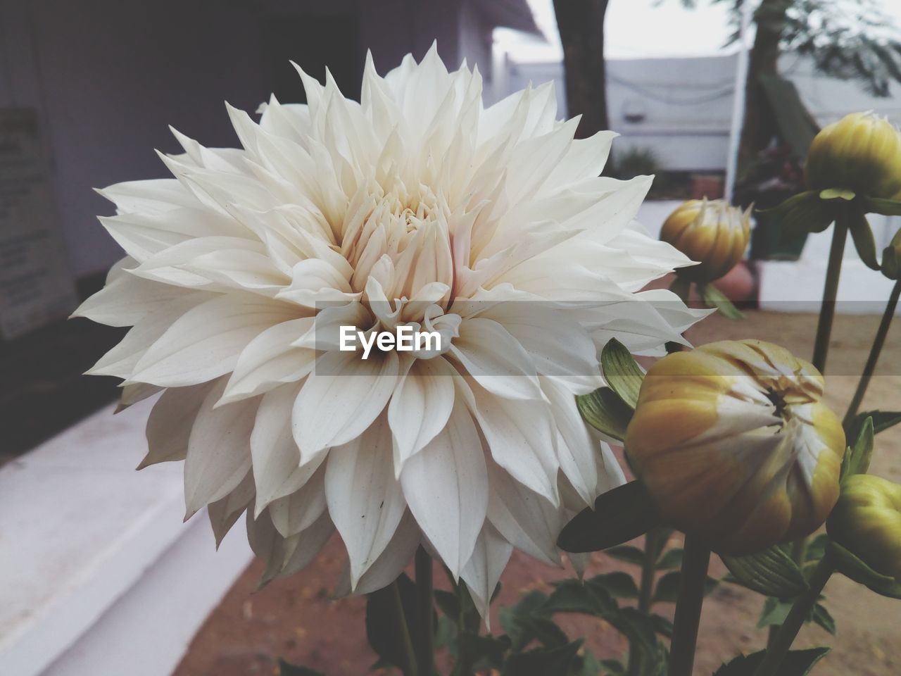 CLOSE-UP OF WHITE FLOWER BLOOMING