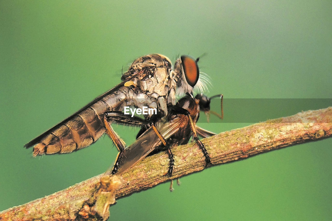 CLOSE-UP OF GRASSHOPPER