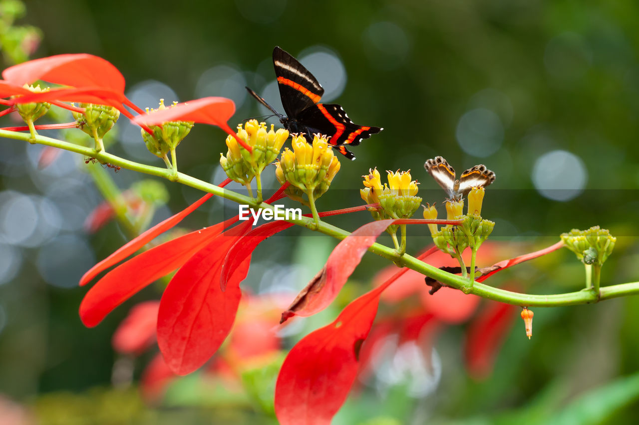 CLOSE-UP OF BUTTERFLY ON FLOWER