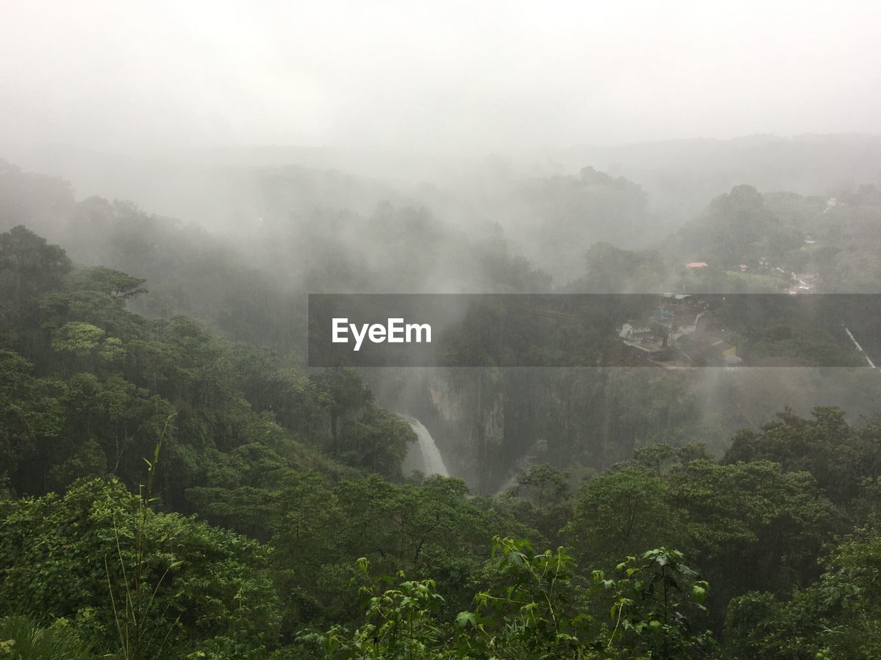 Scenic view of foggy forest