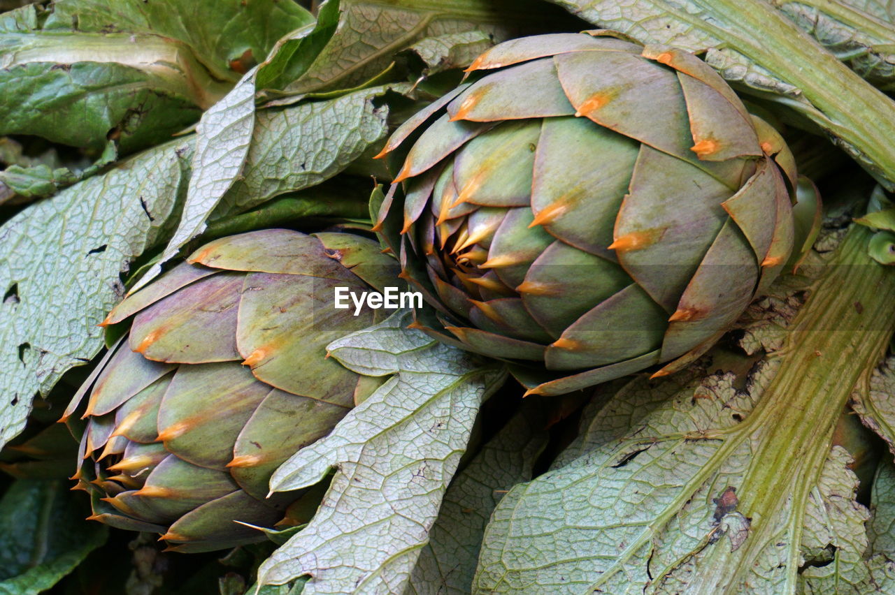 CLOSE-UP OF FOOD