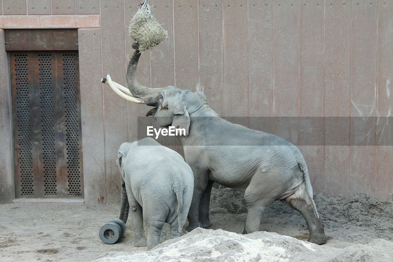 Elephants in captivity