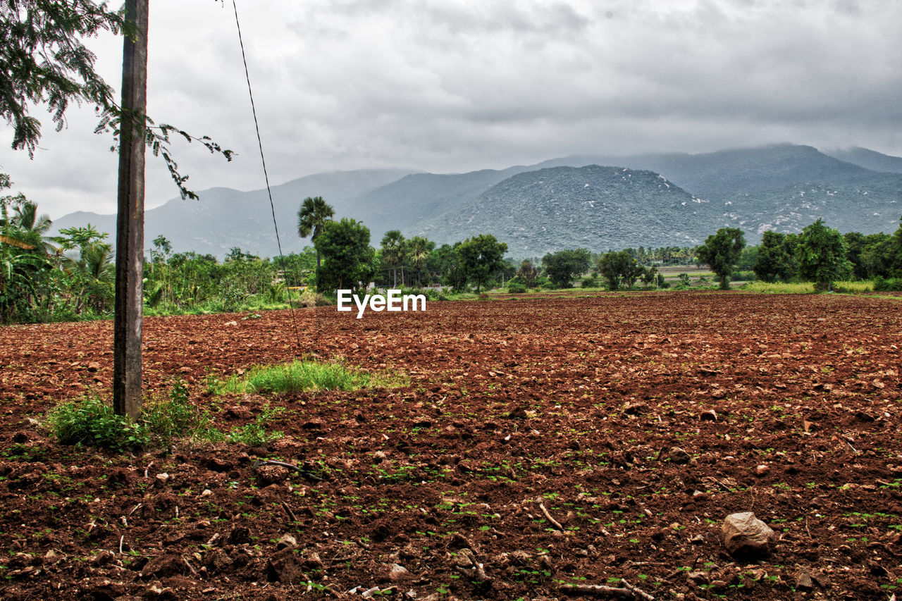 soil, field, landscape, rural area, plant, environment, agriculture, sky, tree, nature, land, mountain, cloud, plantation, rural scene, farm, scenics - nature, no people, beauty in nature, growth, crop, mountain range, forest, natural environment, outdoors, day, food and drink, tranquility, food, flower