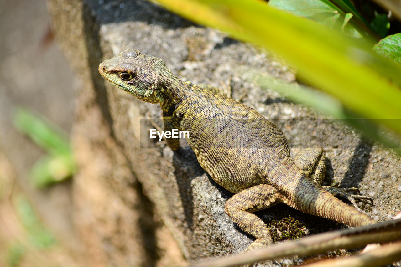 Close-up of lizard on rock