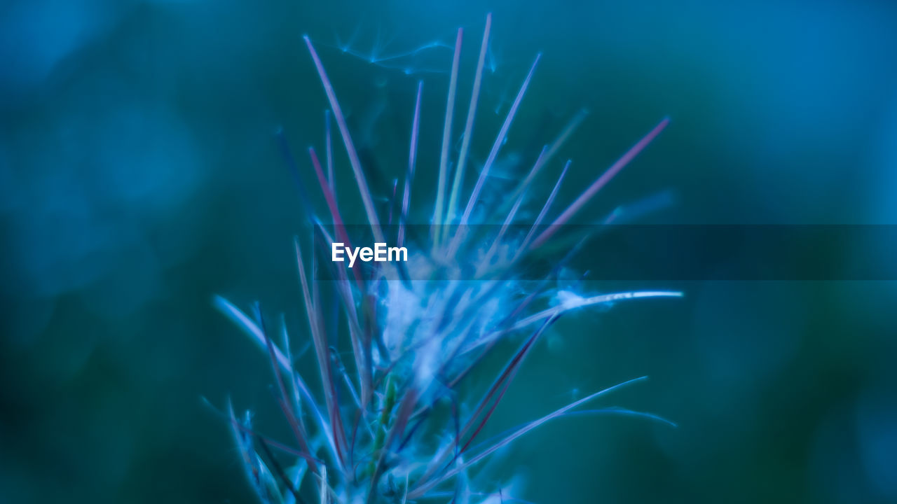 Close-up of blue dandelion flower