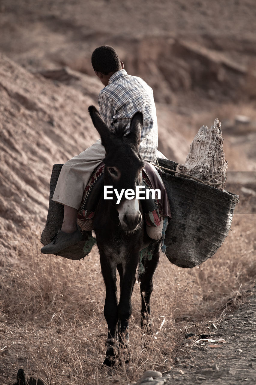 Side view of man sitting on donkey at field