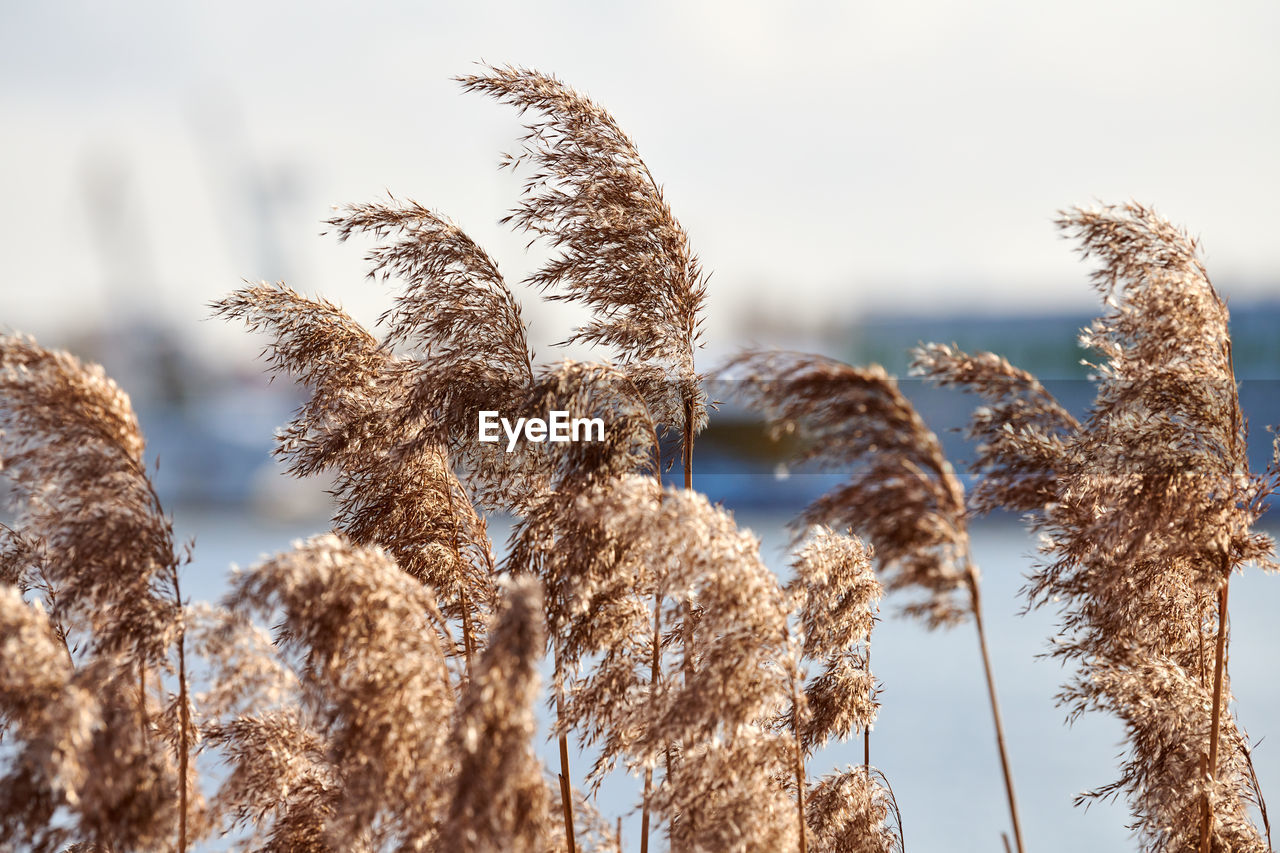 Dry reed stalks growing on banks of river, industrial background. river cane thicket, close up.