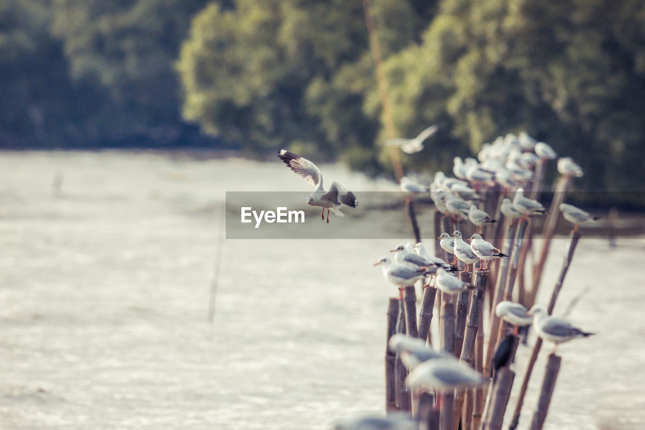 CLOSE-UP OF BIRDS FLYING OVER BLURRED BACKGROUND