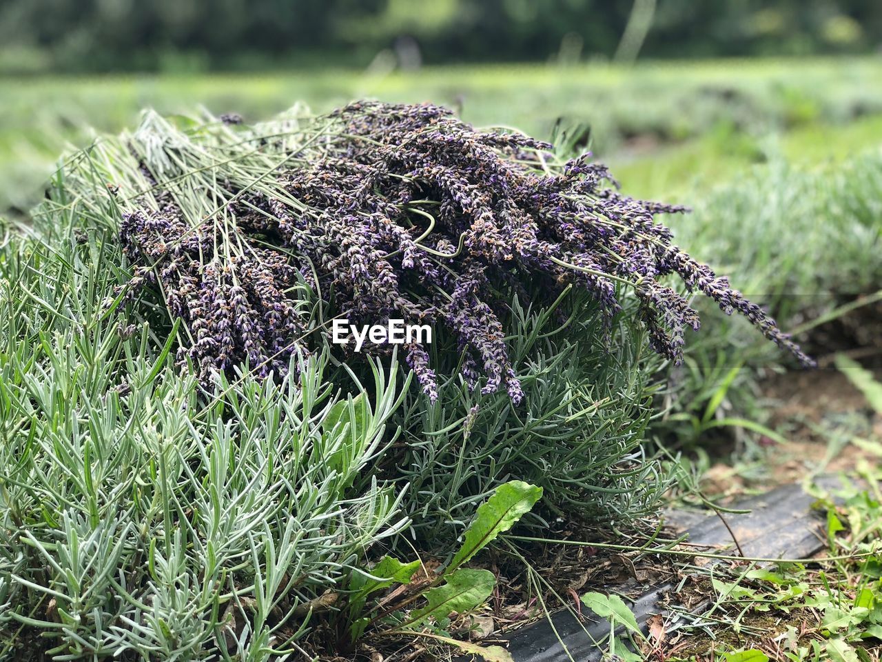 CLOSE-UP OF PURPLE FLOWERING PLANT ON LAND