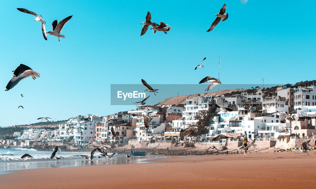 Flock of birds flying over beach against buildings