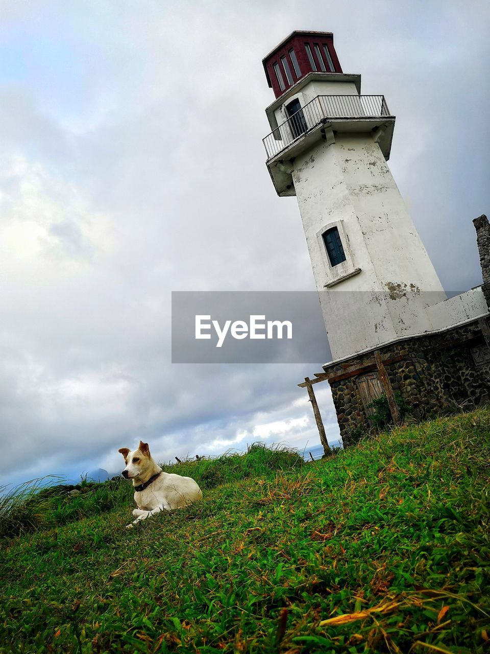 tower, sky, cloud, architecture, grass, nature, lighthouse, built structure, rural area, building exterior, plant, animal themes, building, animal, mammal, domestic animals, pet, one animal, dog, land, day, canine, tree, no people, outdoors, sea, house, coast, history, sunlight, hill, low angle view, travel destinations, field