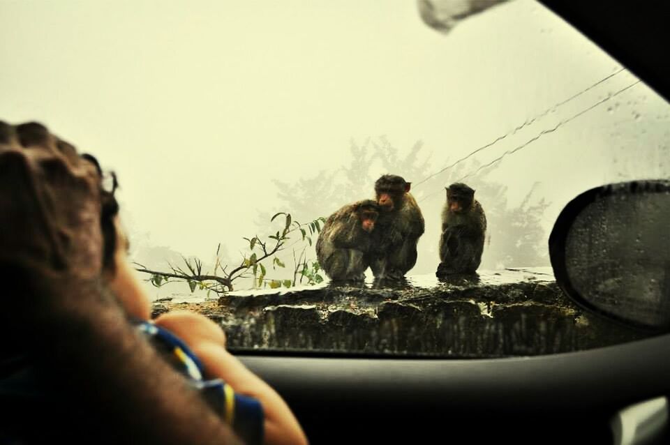 Cropped image of boy watching monkeys from car