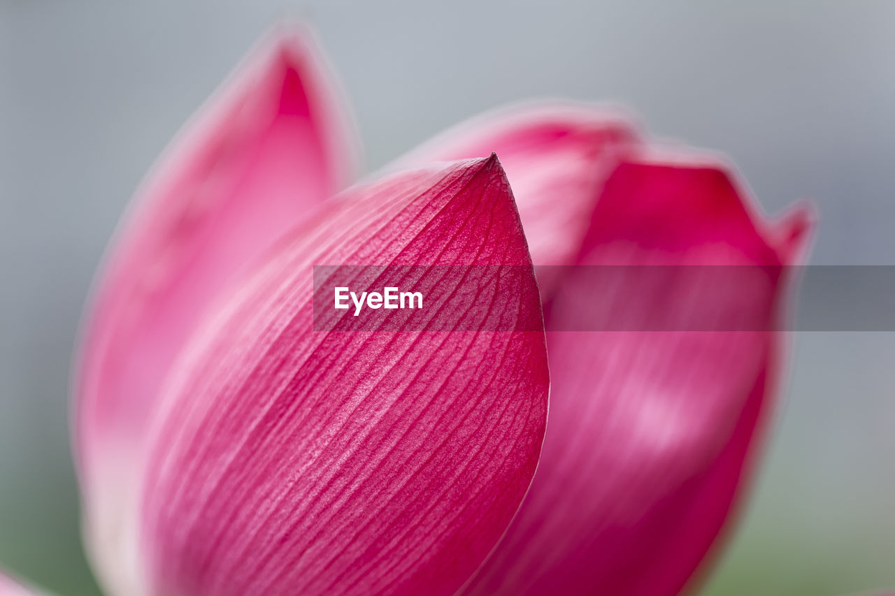 Close-up of pink lotus water lily