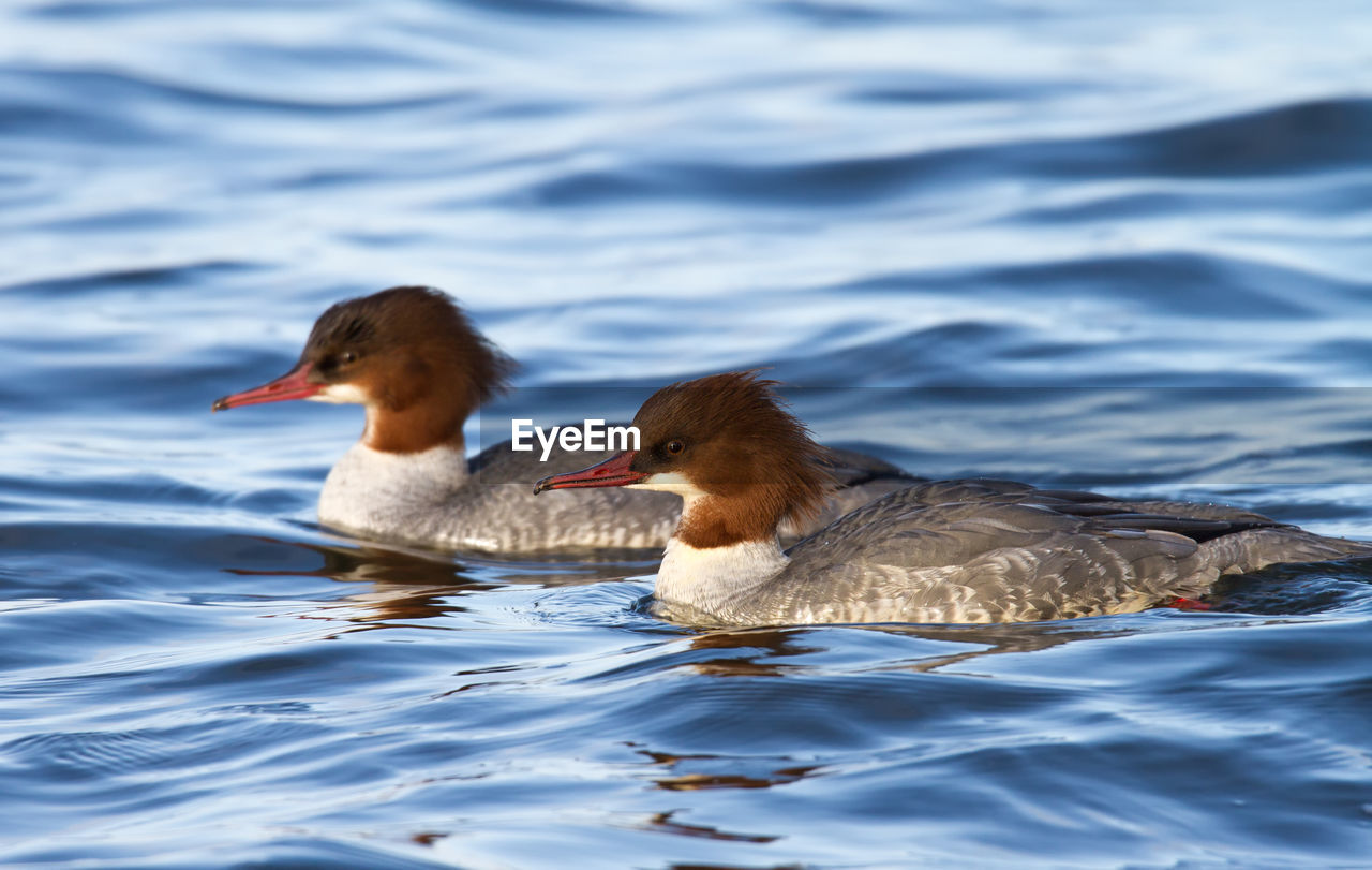 Common merganser as winter guests on lake steinhuder meer in north germany