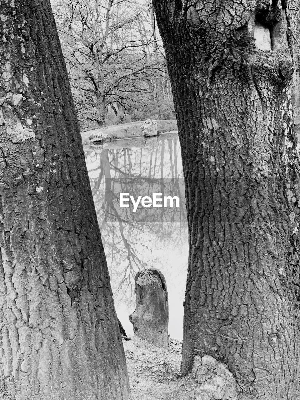 VIEW OF BARE TREES IN THE FOREST