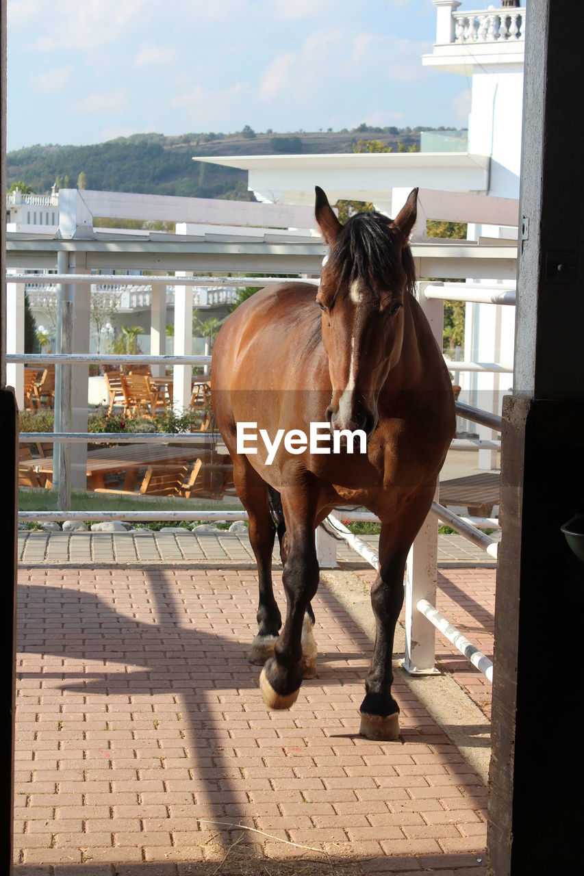 HORSE STANDING ON GROUND