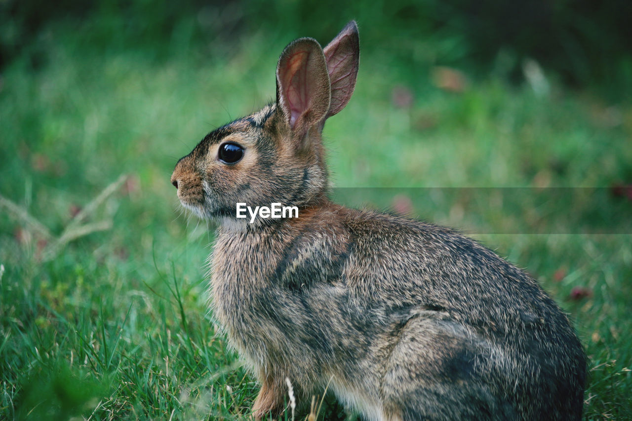 Close-up of rabbit