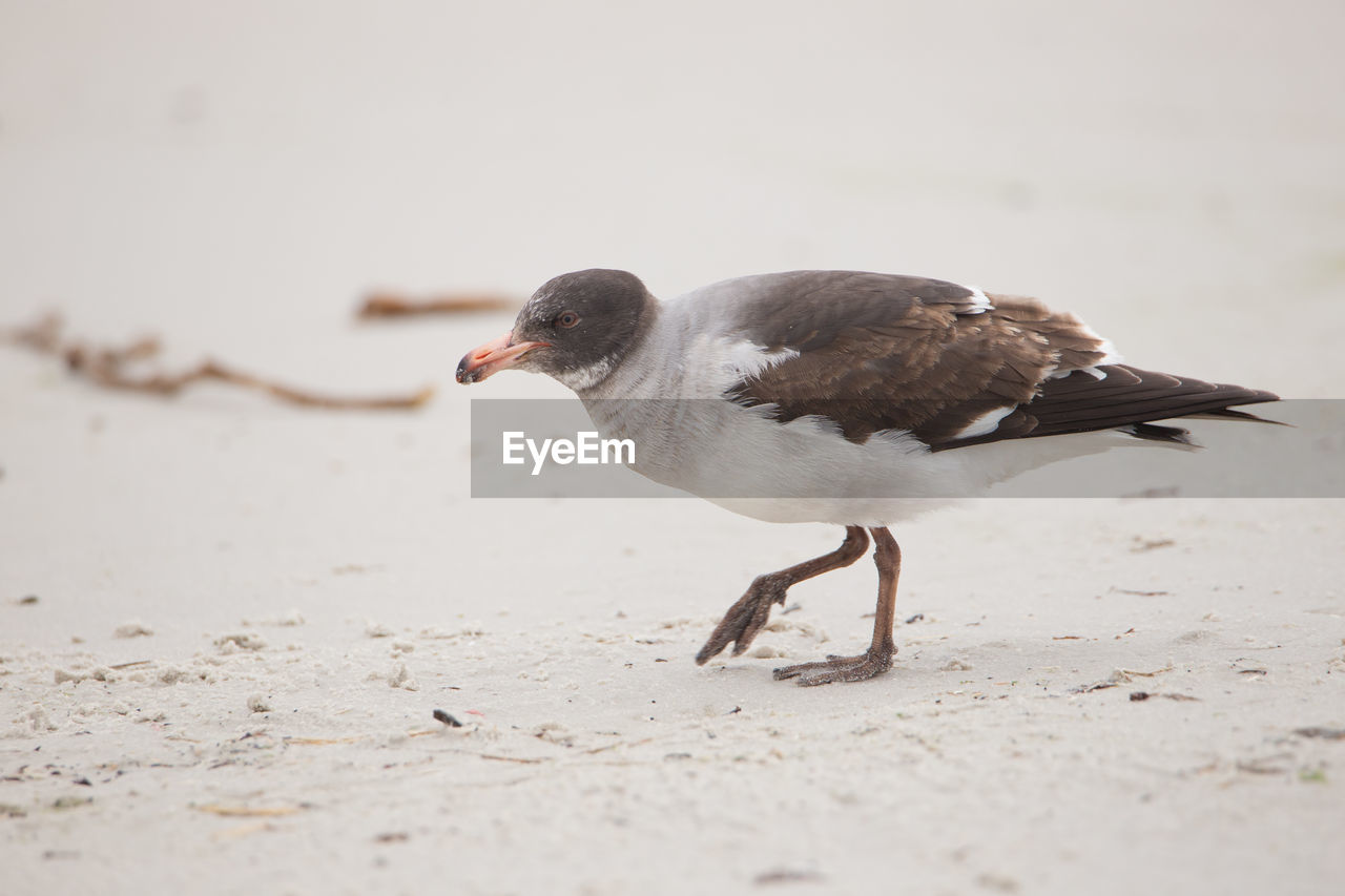 SIDE VIEW OF SEAGULL ON BEACH