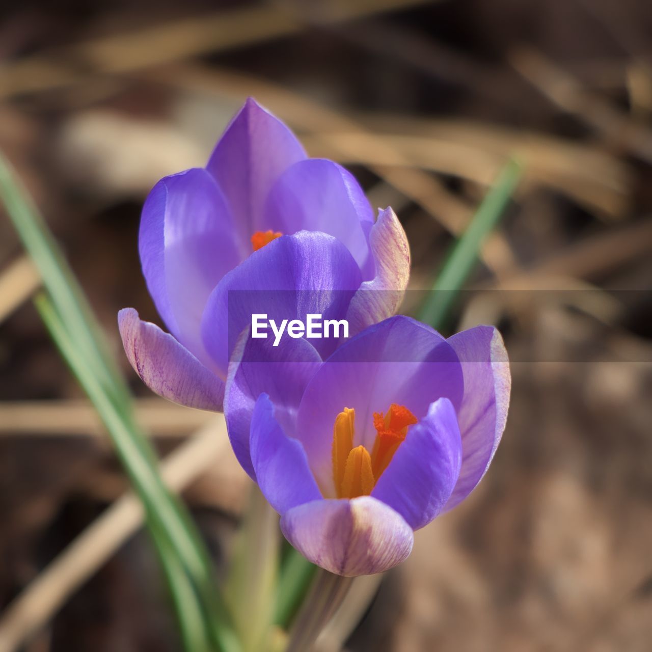 CLOSE-UP OF PURPLE CROCUS FLOWER