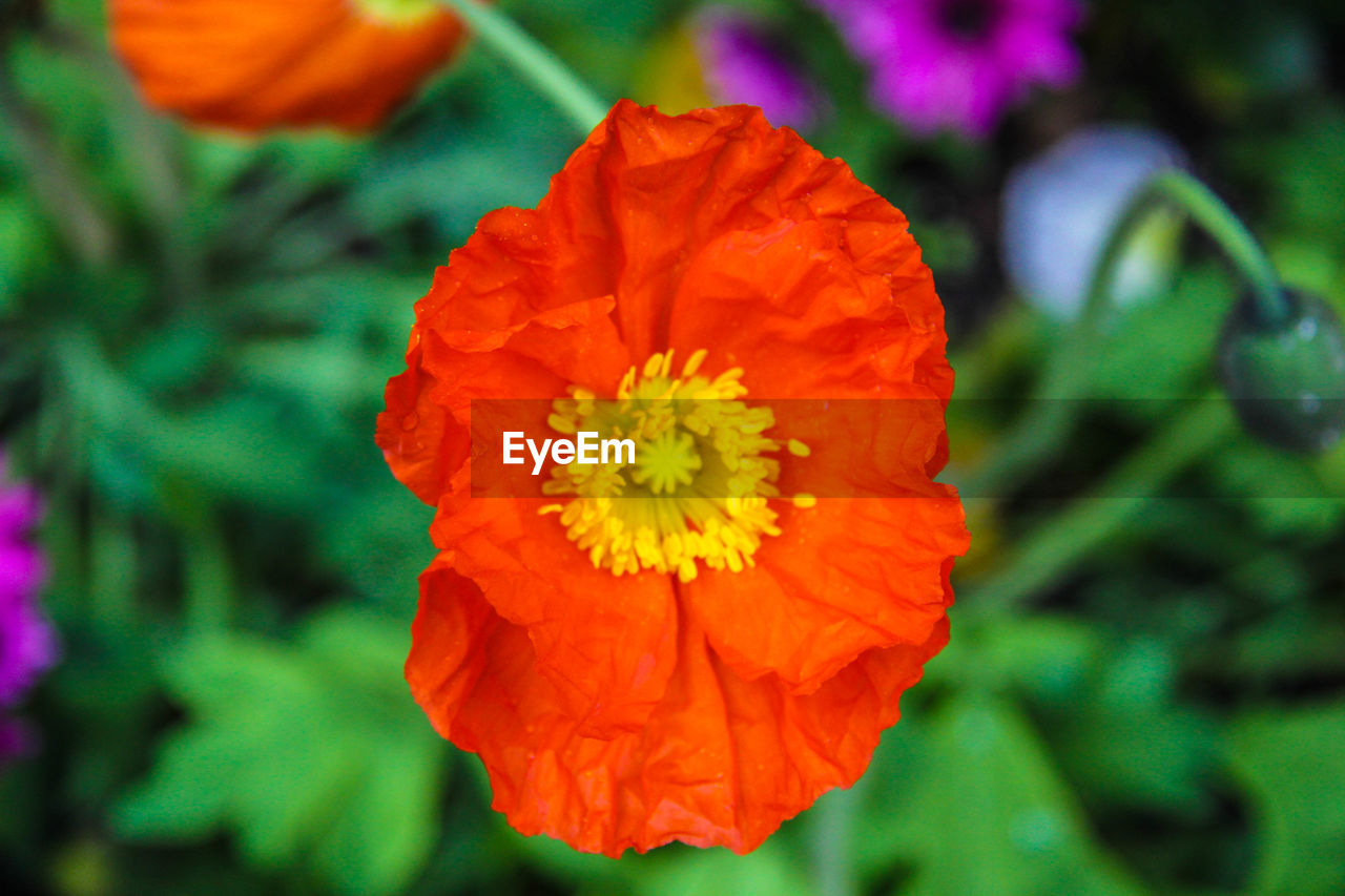 High angle view of flower against blurred background