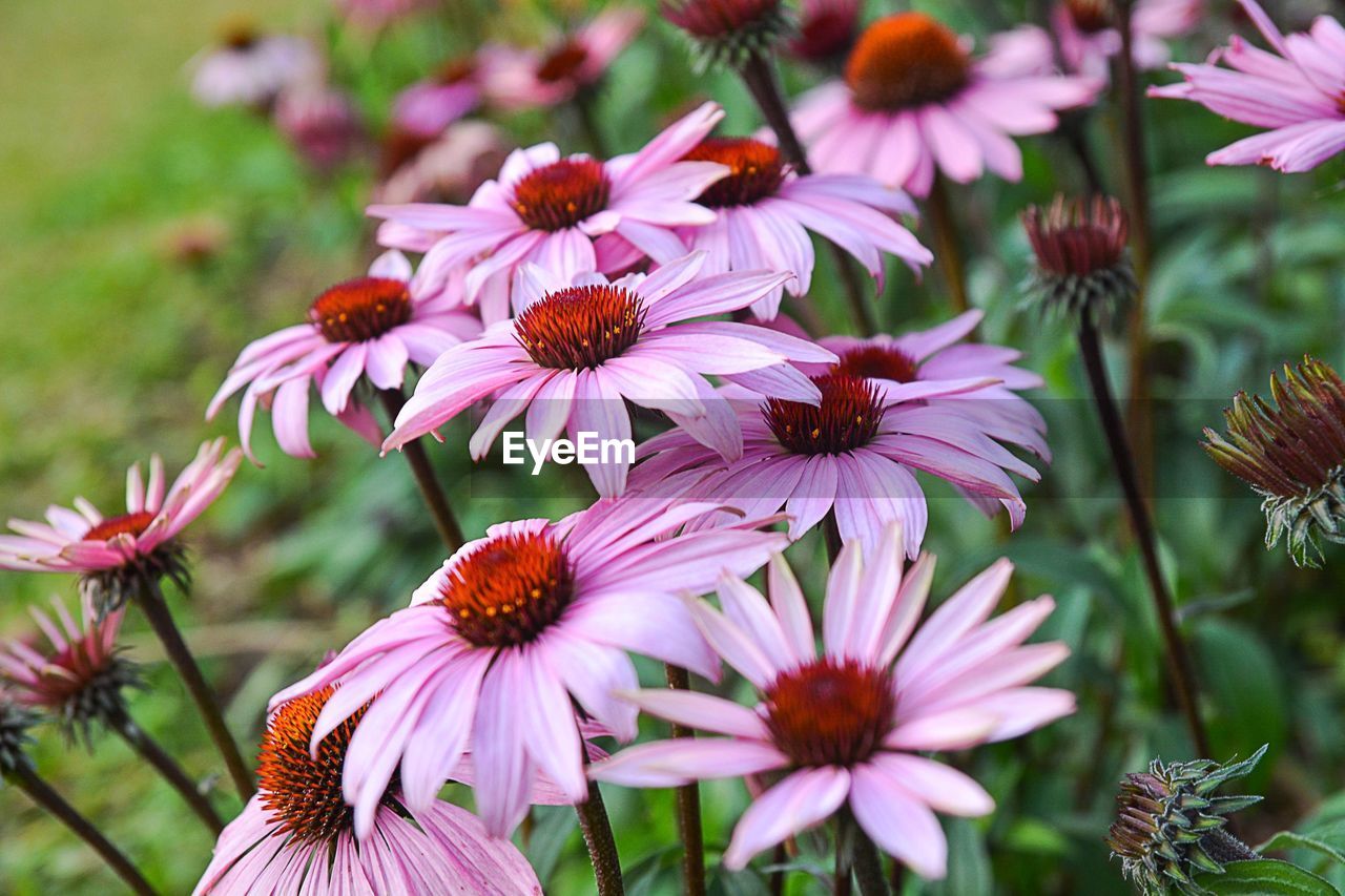 CLOSE-UP OF FRESH PURPLE FLOWERS BLOOMING IN PARK