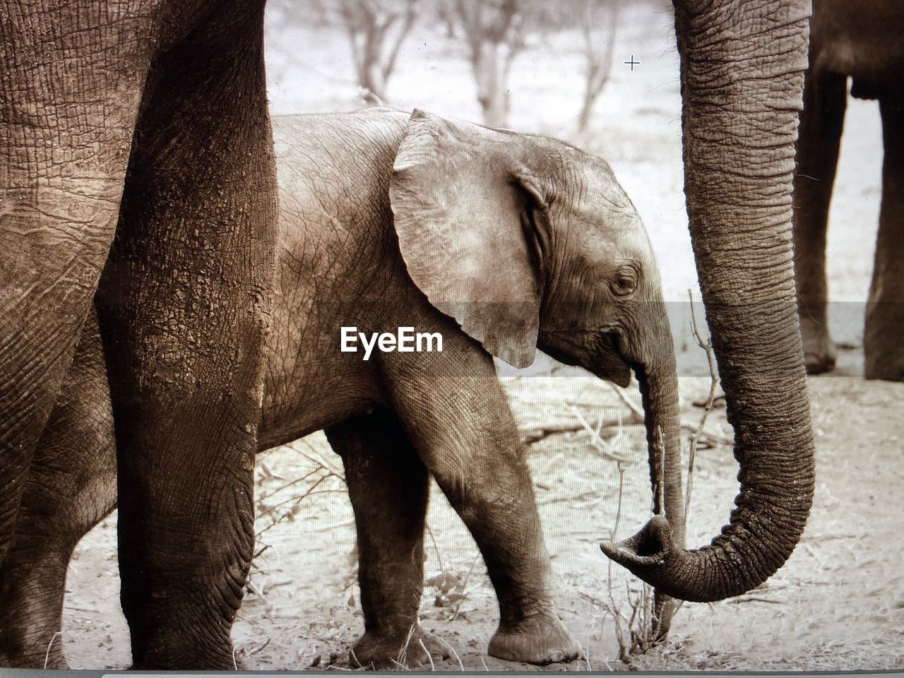 Elephant family on land