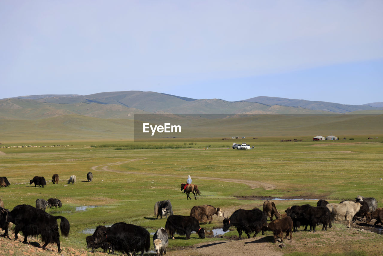 flock of sheep grazing on field against sky