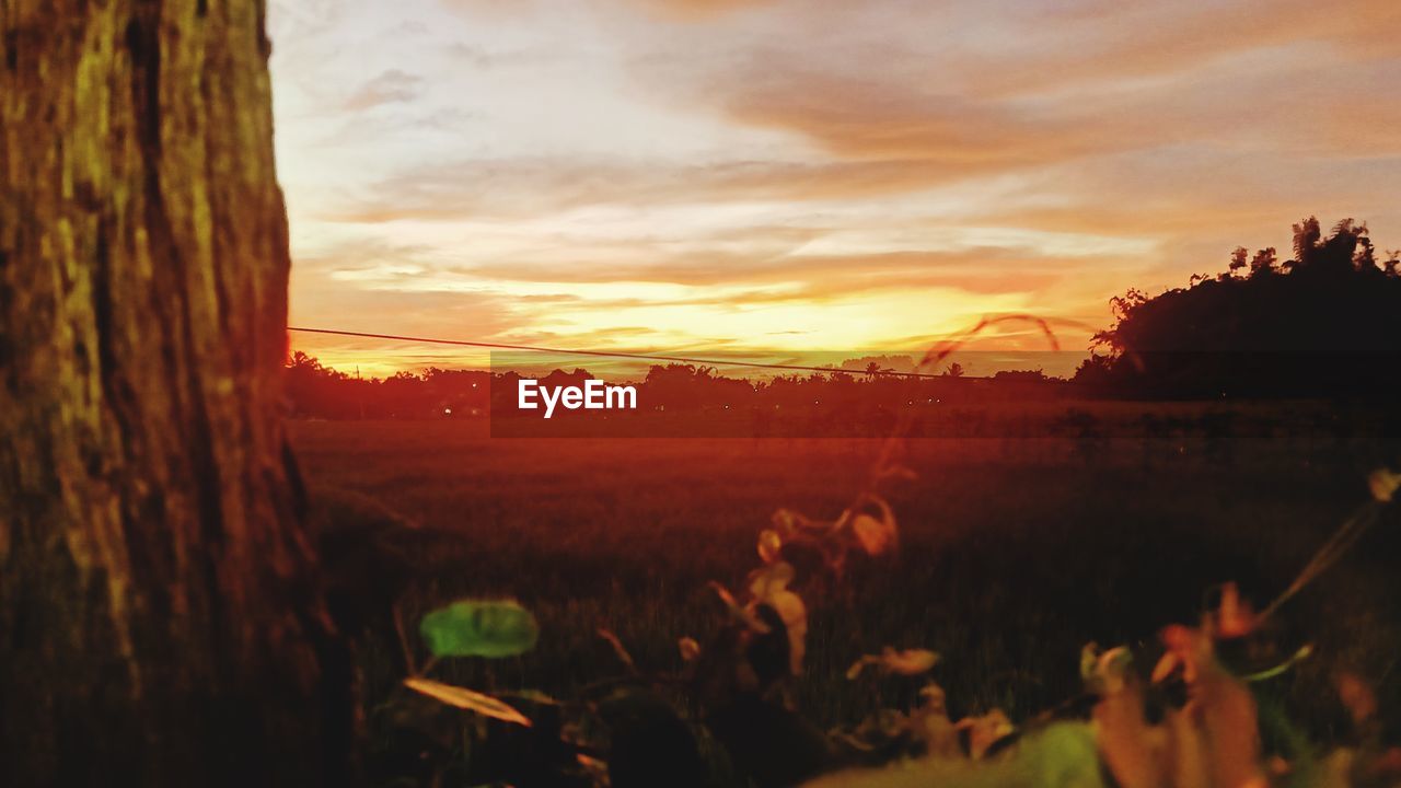 sky, sunset, nature, plant, beauty in nature, cloud, landscape, sunlight, environment, land, scenics - nature, evening, tree, tranquility, tranquil scene, field, sun, outdoors, rural scene, orange color, no people, growth, idyllic, mountain, non-urban scene, agriculture