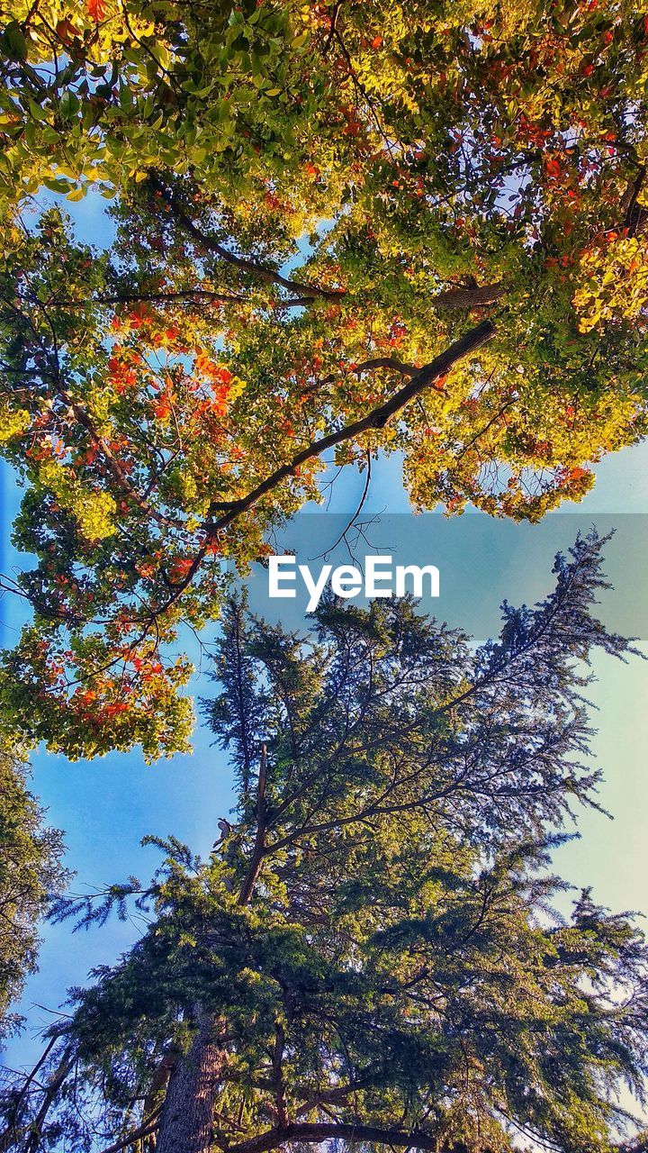 LOW ANGLE VIEW OF TREES AGAINST SKY