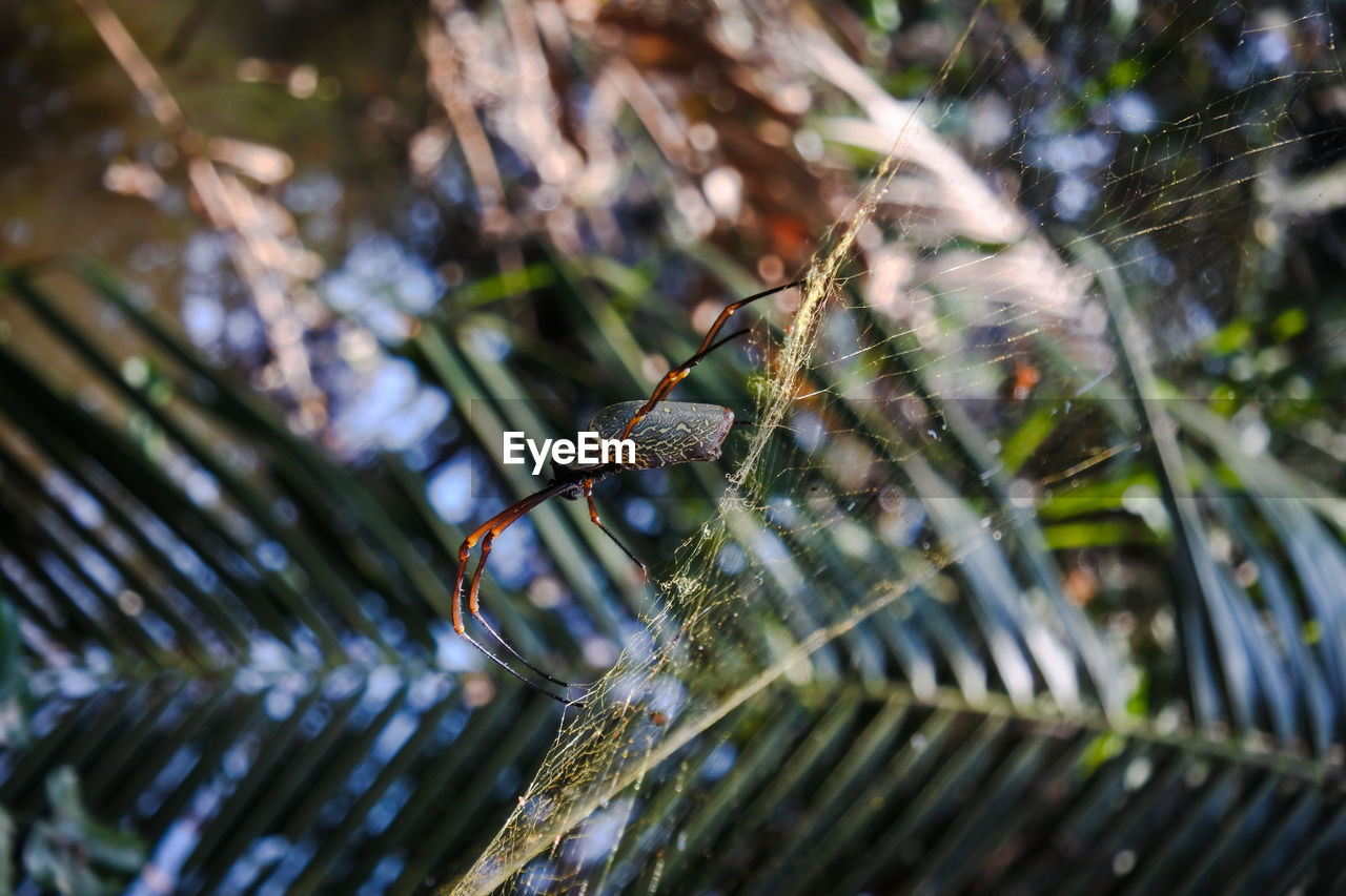 Close-up of insect on plant