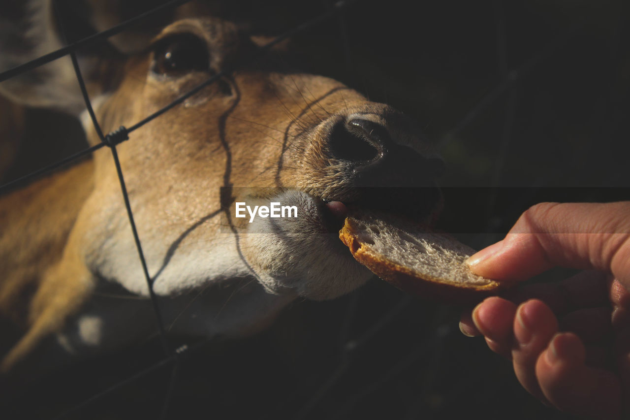 Low angle view of  human hand feeding deer