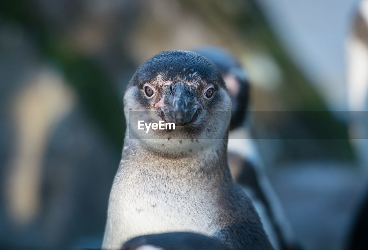 Close-up portrait of an animal