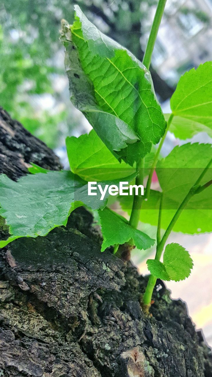 Close-up of fresh new leaf plant growing on tree bark