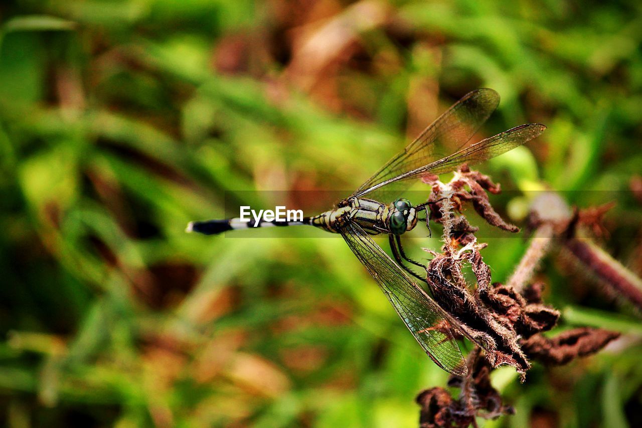 Close-up of dragonfly on plant