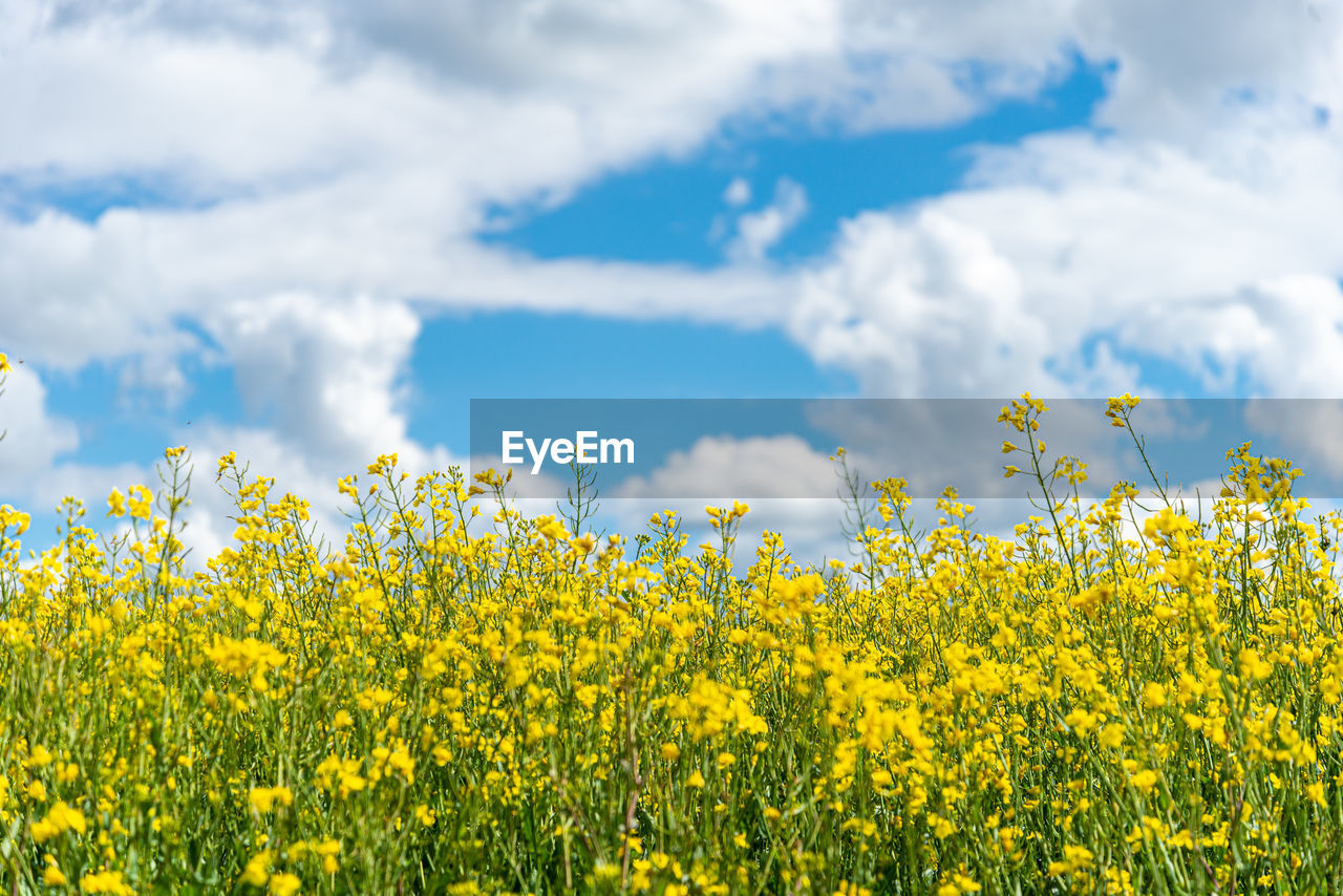 YELLOW FLOWERING PLANTS ON FIELD