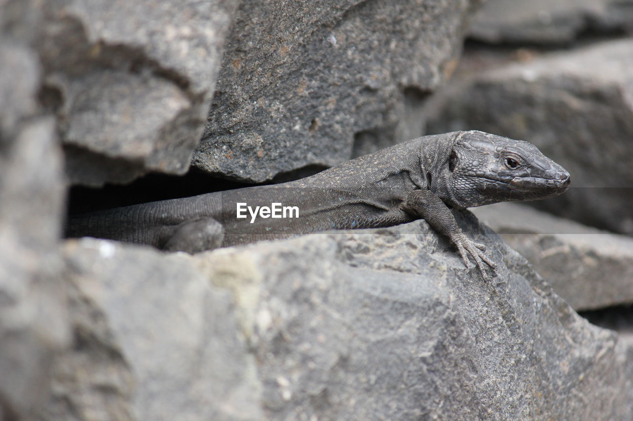 CLOSE-UP OF LIZARD ON LEAF