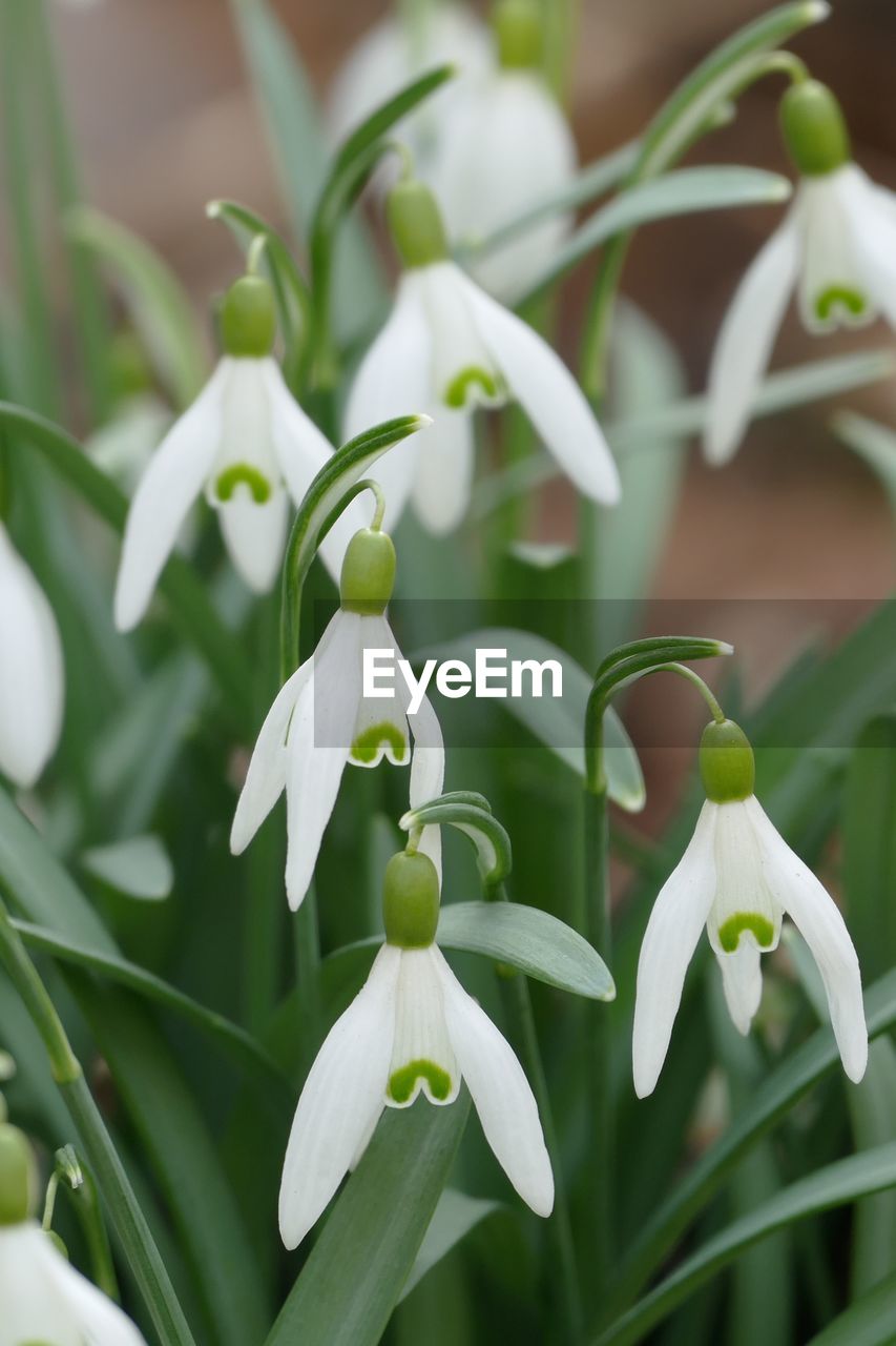 Close-up of white flowering plant